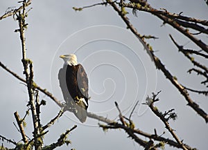 BIRDS- Washington- Close Up of a Wild American Bald Eagle Perched on a Bare Branch