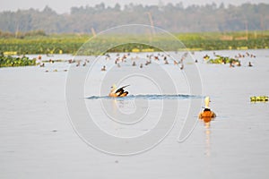 Birds in water