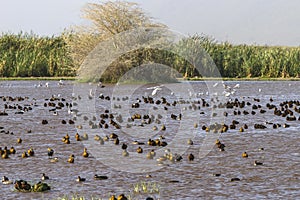 Birds in the water