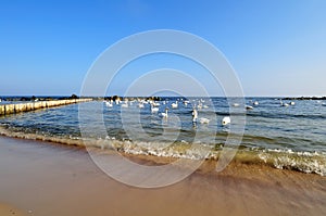 Birds in water near beach