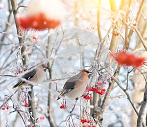 Birds waxwing