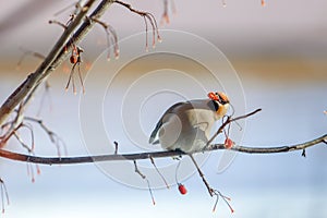 Birds waxwing on the branches eat mountain ash