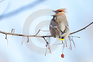 Birds waxwing on the branches eat mountain ash