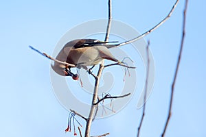 Birds waxwing on the branches eat mountain ash