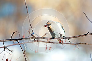 Birds waxwing on the branches eat mountain ash