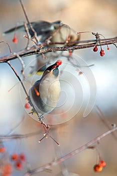 Birds waxwing on the branches eat mountain ash