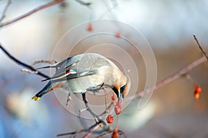 Birds waxwing on the branches eat mountain ash