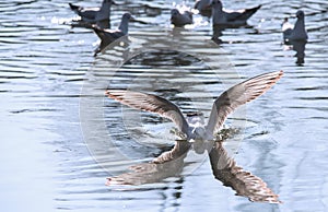 Birds weeds wings a feather take-off to fly water a beak scope