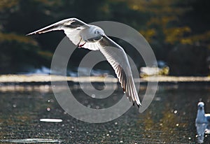 Birds weeds wings a feather take-off to fly water a beak scope