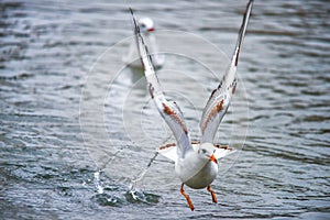 Birds weeds wings a feather take-off to fly water a beak scope