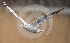 Birds weeds wings a feather take-off to fly water a beak scope