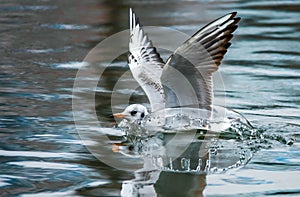 Birds weeds wings a feather take-off to fly water a beak scope