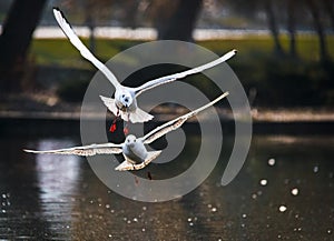 Birds weeds wings a feather take-off to fly water a beak scope