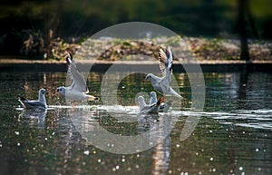 Birds weeds wings a feather take-off to fly water a beak scope