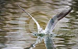 Birds weeds wings a feather take-off to fly water a beak scope