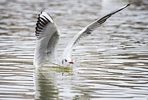 Birds weeds wings a feather take-off to fly water a beak scope