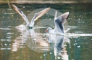 Birds weeds wings a feather take-off to fly water a beak scope