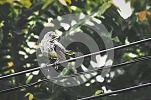 The birds were out foraging in the morning in the park.