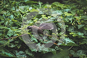 The birds were out foraging in the morning in the park.