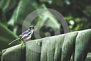 The birds were out foraging in the morning in the park.