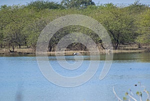 Birds , Wetland and Acacia  Tree