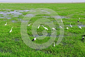 Birds on the wetland