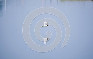 Birds in wetland during their seasonal tour