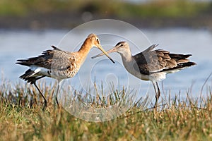 Birds in wetlands