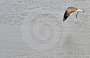 Birds of the Wetlands of Cutler Bay