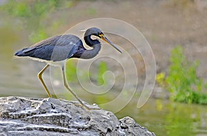 Birds of the Wetlands of Cutler Bay