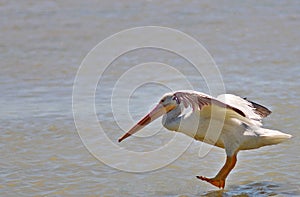 Birds of the Wetlands of Cutler Bay