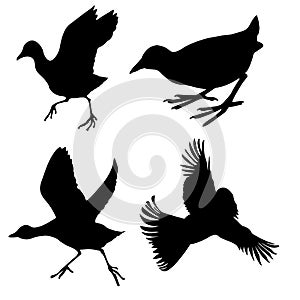 Birds on white background