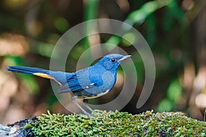 Birds,White-bellied Redstart Hodgsonius phaenicuroides Male,- Birds of Doi Sun Juh, Chiang Mai,Thailand.