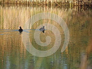 Birds with white face and black plumage in lake ivars and vila sana, lerida, spain, europe