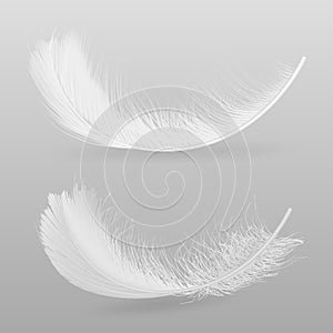Birds white feather realistic vector illustration