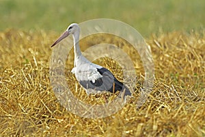 Birds - White Stork Ciconia ciconia