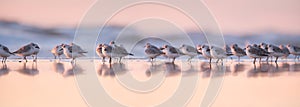 Birds in the wild. Birds on the beach during sunset. Reflections on the water.