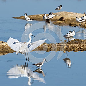 Birds in wildlife