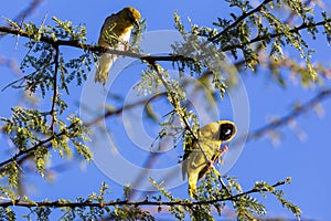 Birds Wildlife Animals Mammals at the savannah grassland wilderness hill shrubs great rift valley maasai mara national game