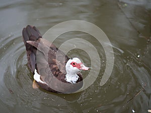 Birds in wildlife. beautiful mallard duck in the water.