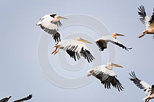 Birds and wildlife fauna of Danube Delta. Beautiful images with pelicans