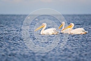 Birds and wildlife fauna of Danube Delta. Beautiful images with pelicans