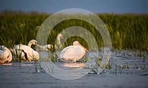 Birds and wildlife fauna of Danube Delta. Beautiful images with pelicans