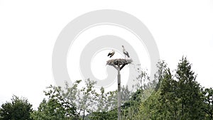 Birds wildlife: two storks