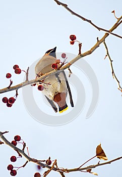 Birds of winter: colorful waxwing eating little red frozen apples from an apple tree branch on a sunny winter day