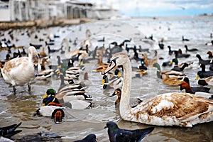 Birds on winter lake . Swans, ducks and seagulls