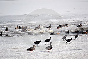 Birds wintering on the Borcea arm