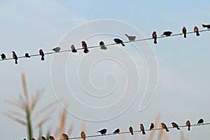 Birds on a wire