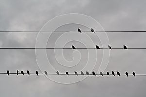 Birds on wire