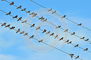 Birds on a Wire